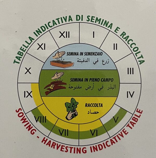 Semi Di Basilico Foglia Di Lattuga - immagine 2