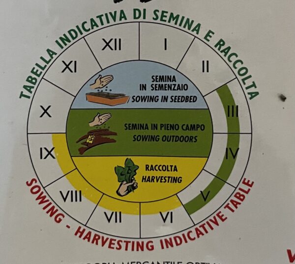 Semi Di Fagiolo Nano Dolico - immagine 2