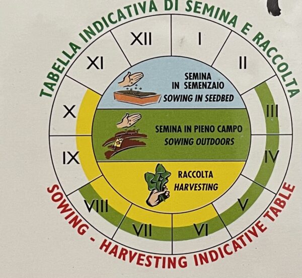 Semi Di Fagiolo Nano Xera - immagine 2