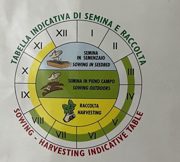 Semi Di Zucchino Striato Pugliese - immagine 2