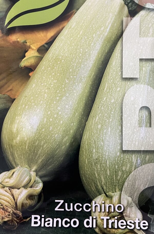Semi Di Zucchino Bianco Di Trieste