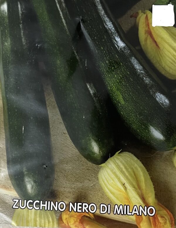 Semi Di Zucchino Nero Di Milano