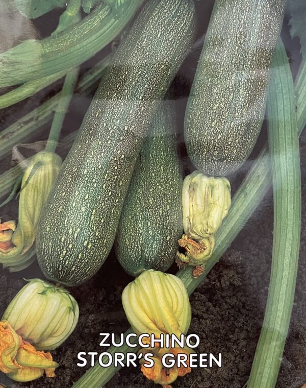 Semi Di Zucchino Storr's Green