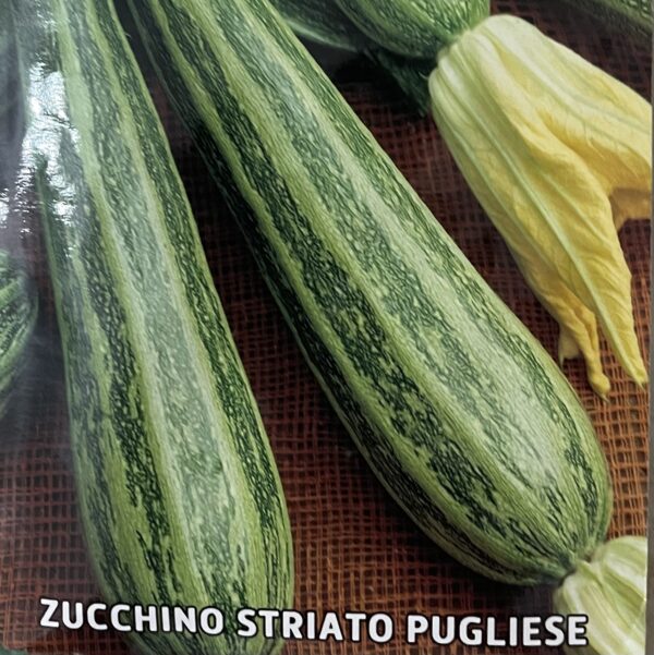 Semi Di Zucchino Striato Pugliese