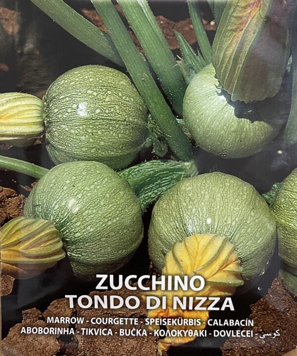 Semi Di Zucchino Tondo Di Nizza