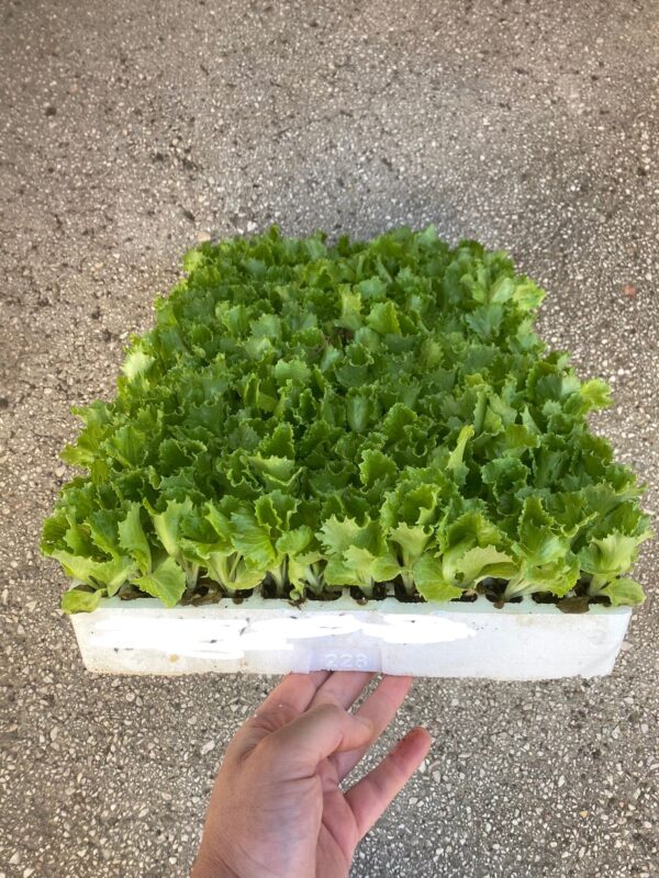 Piante Di Lattuga Brasiliana Iceberg (10 - 220 Piantine)