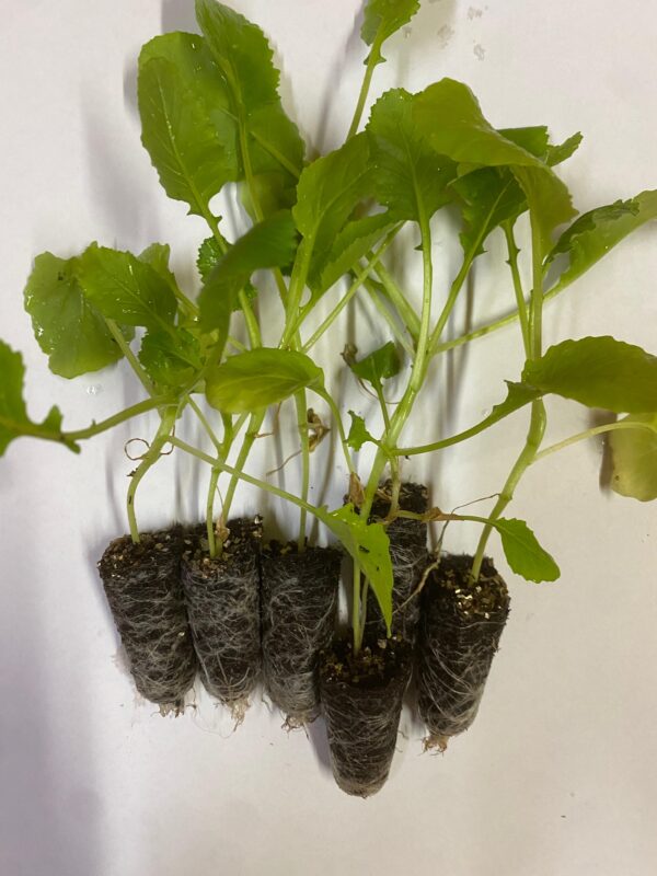 Piante Cime Di Rapa Centoventina Cima Grossa  (10 - 220 Piantine)