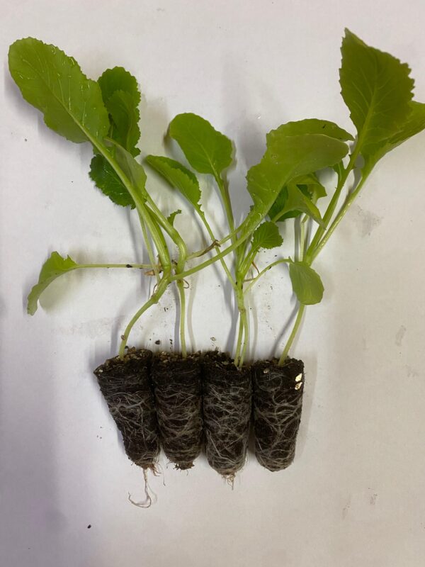 Piante Cime Di Rapa Sessantina (10 - 220 Piantine)