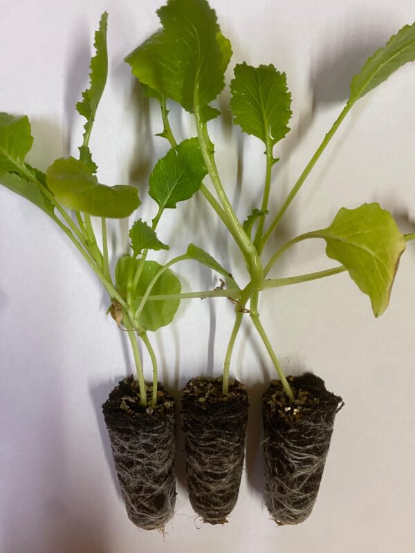 Piante Cime Di Rapa Novantina Cima Grossa  (10 - 220 Piantine)
