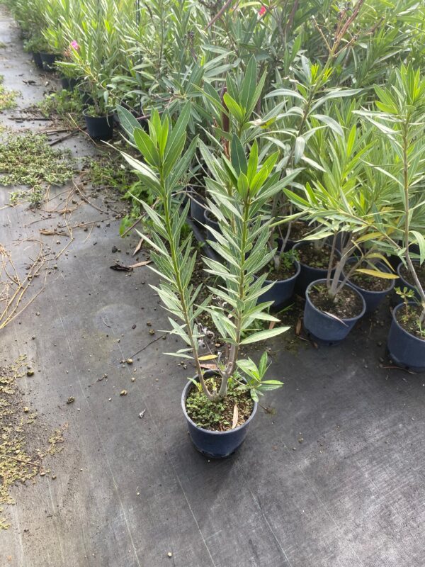Oleandro (nerium oleander)