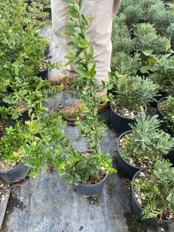 Piracanta (Pyracantha)