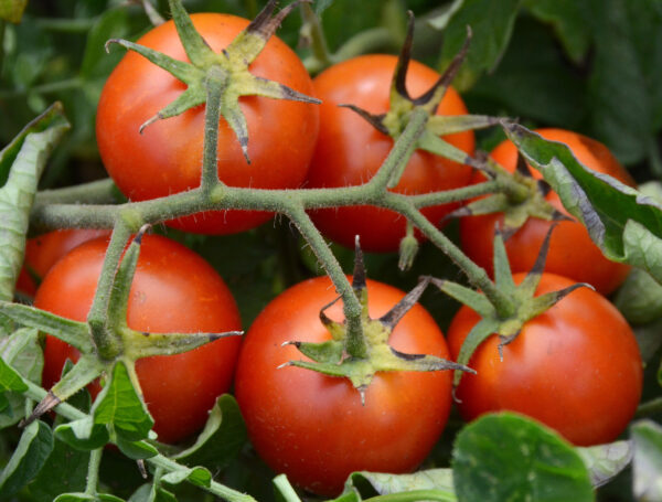 piante di pomodoro tondino (ideale per pane e pomodoro)
