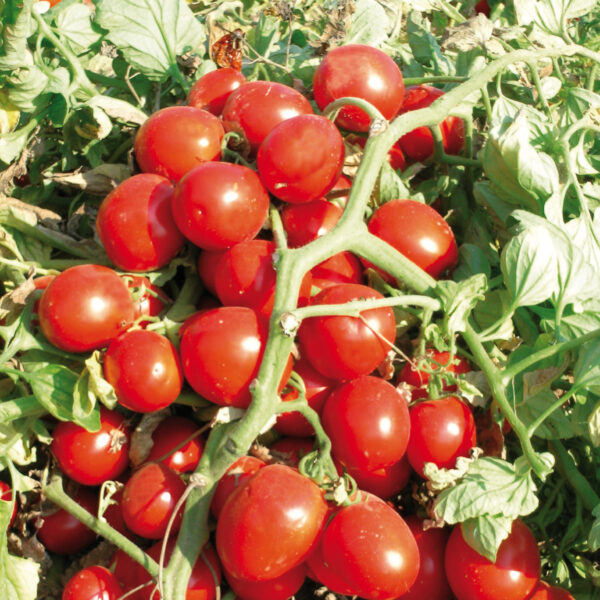 piante di pomodoro tondo da industria f1