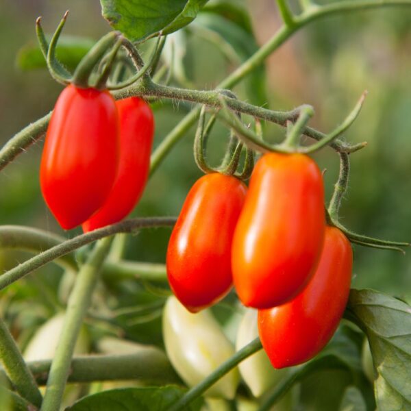 piante di datterino rosso f1