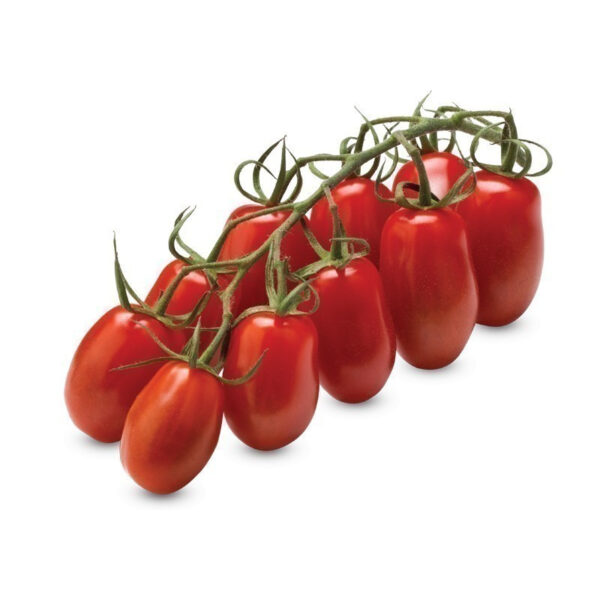 piante di pomodoro mini san marzano f1