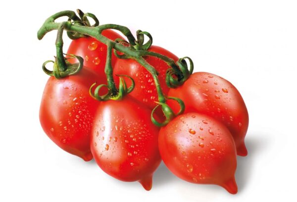 piante di pomodoro pizzo rosso