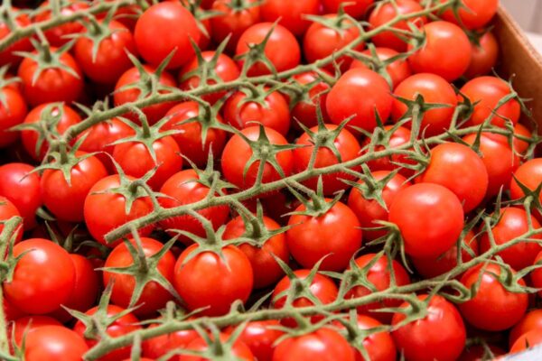 piante di pomodorino f1