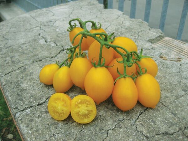 piante di pomodoro giallo con pizzo invernale